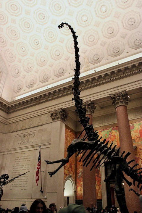 Dinosaur skeleton beneath an ornate museum ceiling, with an American flag beside it